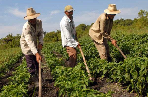 CAP-ul, pasărea Phoenix a agriculturii românești