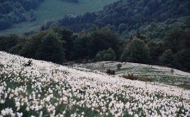 Peste 21 de hectare de teren din zona Negrileasa vor fi împădurite