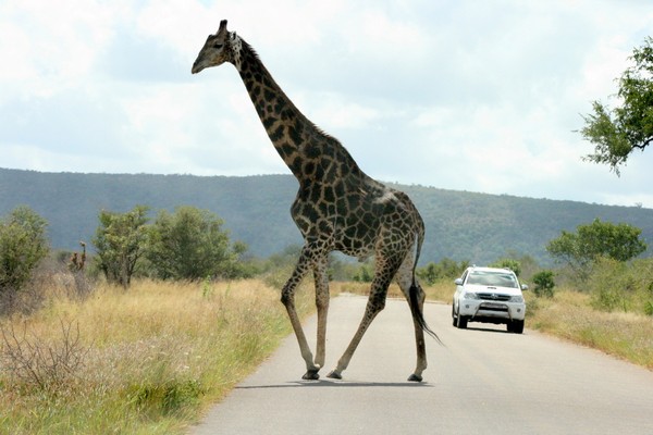 Africa - Splendoarea nealterata a savanei (fotogalerie)