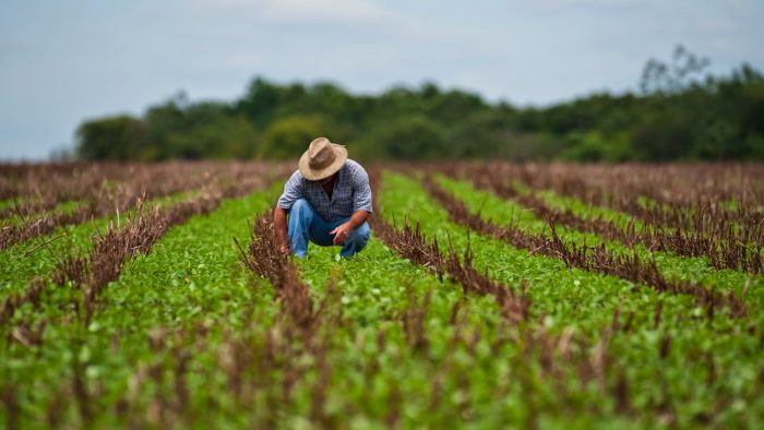 România, pe primul loc în UE în ceea ce privește populația ocupată în agricultură