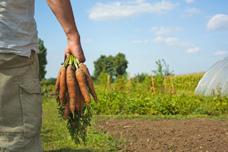 Afacere de poveste. Piaţa produselor bio - noul boom pentru investitori