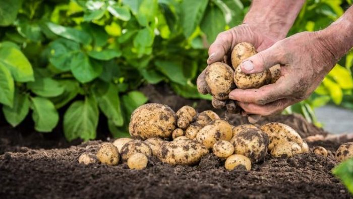 Un fermier din Lunguleţu livrează de 12 ani cartofi pentru chips-urile Lay's