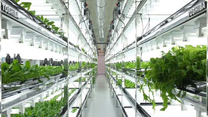 Giganţii hi-tech-ului japonez investesc în agricultura inteligentă