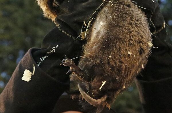 În ce fel vor fi…vremurile? Marmota Phil, “meteo-oracol” de profesie