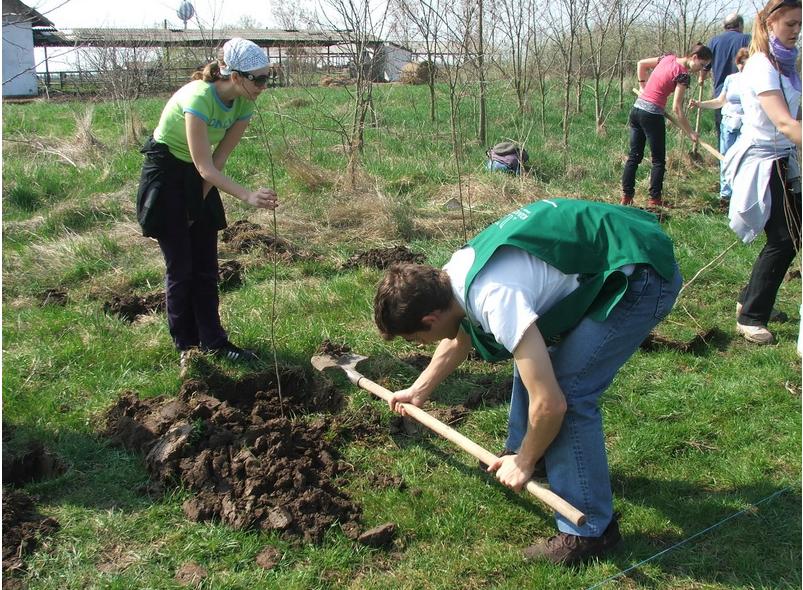 2112 voluntari au plantat 60.000 copăcei în 8 judeţe