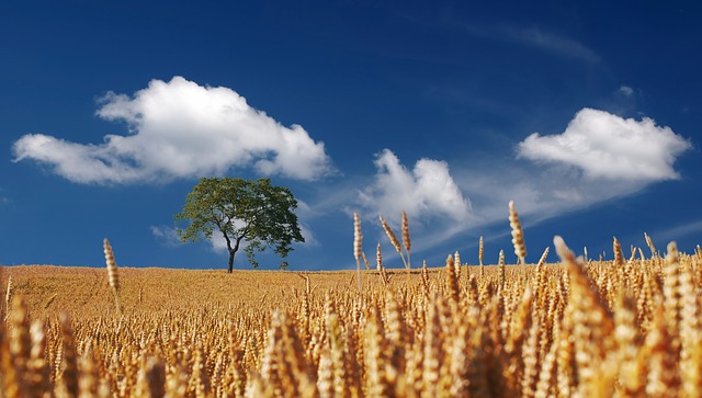 Semrom Muntenia vrea să scape de pierderi în acest an