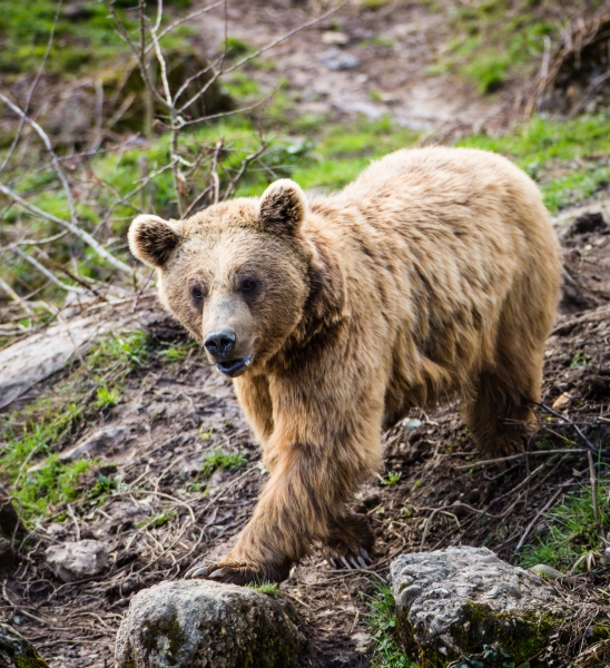 Centrul Pentru Reabilitarea Urșilor Orfani va fi susţinut de URSUS în următorii trei ani