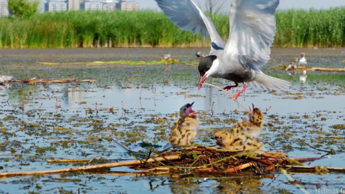 Pentru protecţia naturii: În ce va fi transformat Parcul Natural Văcăreşti