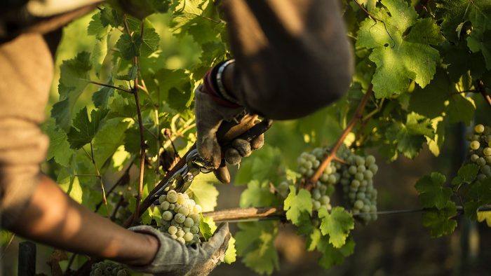 Corcova, vinul-muză al scriitorilor