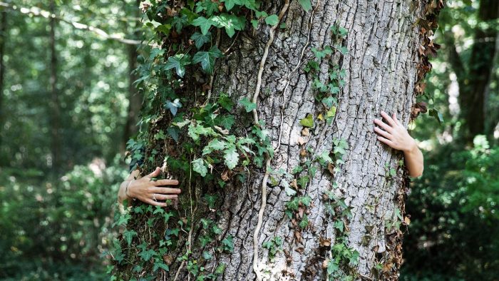 Arborele și îmbrățișarea lui cu toate simțurile. Silvoterapie pentru starea de bine