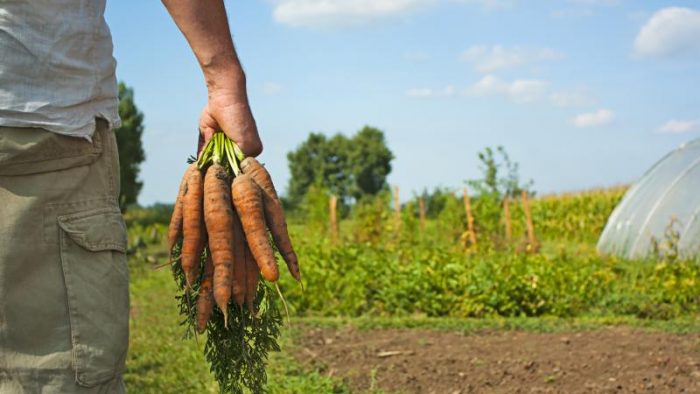 Biofarm, un secol de inovație, responsabilitate, grijă și pasiune